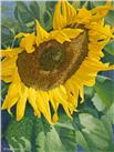 Sunflower by Gail Niebrugge