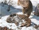 Love is in the Air-Bobcats by Carl Brenders