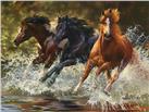 Splash by Bonnie Marris