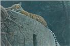 Old Fort Tiger by Robert Bateman