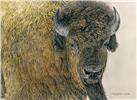 Slow Bull by Judy Larson