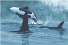 Orcas by John Van Zyle