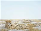 Cheetah Siesta by Robert Bateman