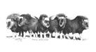 Musk Ox by Gail Niebrugge