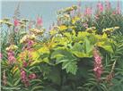 Wildflowers by Gail Niebrugge