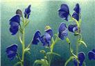 Monkshood by Gail Niebrugge
