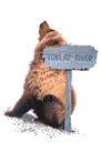 Itchy Bear by Gail Niebrugge