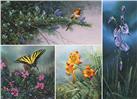 Wildflower Suite by Stephen Lyman