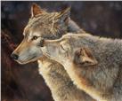 Wolf Kiss by Bonnie Marris