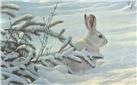 Winter- Snowshoe Hare by Robert Bateman