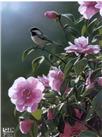 In the Limelight-Chickadee by Terry Isaac