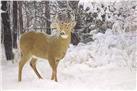 Winters Beauty by John Bye