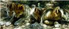 Pick of the Pack by Carl Brenders