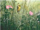 Song of the Meadow by Stephan Lyman