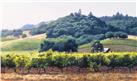 Summer Vineyard by June Carey