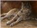 Idle Hours by Bonnie Marris