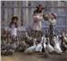 Feeding the Geese by Morgan Weistling